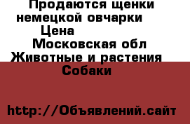 Продаются щенки немецкой овчарки!!! › Цена ­ 6000-8000 - Московская обл. Животные и растения » Собаки   
